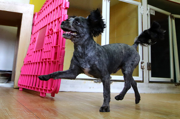 16일 문재인 대통령이 입양하기로 한 유기견 ’토리’가 서울 동대문구 전농동 동물보호 시민단체 케어(care) 답십리 입양센터에서 활발하게 놀고 있다.  문 대통령은 후보시절 대통령에 당선되면 토리를 입양하기로 했었다. 청와대는 14일 ”토리의 입양 시기와 방법, 청와대 데려오는 일자를 논의 중”이라고 밝혔다.  연합뉴스