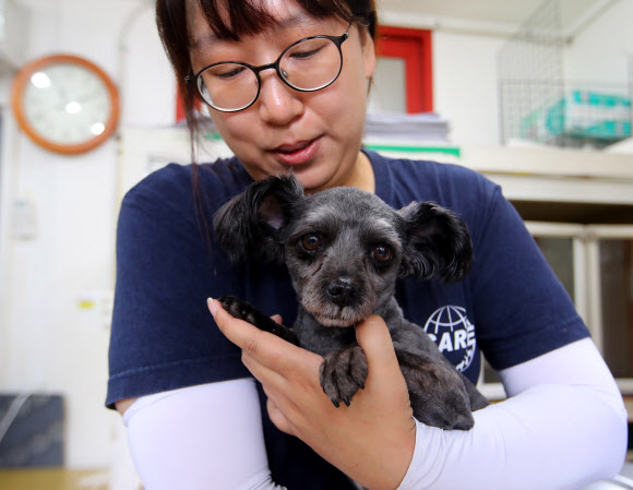 16일 문재인 대통령이 입양하기로 한 유기견 ’토리’가 서울 동대문구 전농동 동물보호 시민단체 케어(care) 답십리 입양센터에서 김은일 동물관리국 국장의 품에 안겨 있다. 문 대통령은 후보시절 대통령에 당선되면 토리를 입양하기로  했었다. 청와대는 14일 ”토리의 입양 시기와 방법, 청와대 데려오는 일자를 논의 중”이라고 밝혔다.   연합뉴스