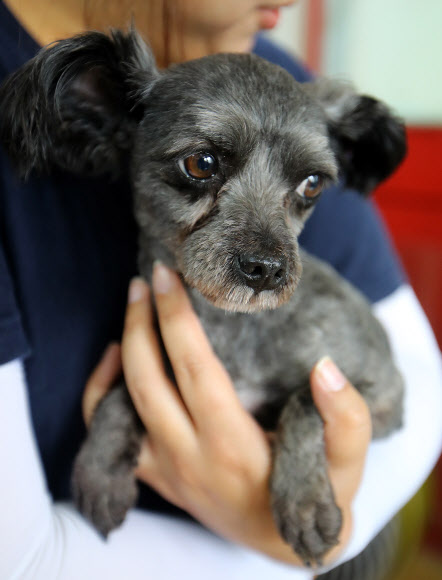 16일 문재인 대통령이 입양하기로 한 유기견 ’토리’가 서울 동대문구 전농동 동물보호 시민단체 케어(care) 답십리 입양센터에서 김은일 동물관리국 국장의 품에 안겨 있다. 문 대통령은 후보시절 대통령에 당선되면 토리를 입양하기로  했었다. 청와대는 14일 ”토리의 입양 시기와 방법, 청와대 데려오는 일자를 논의 중”이라고 밝혔다.   연합뉴스