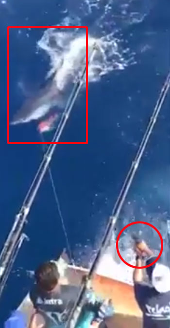 Liveleak.com / global news youtube