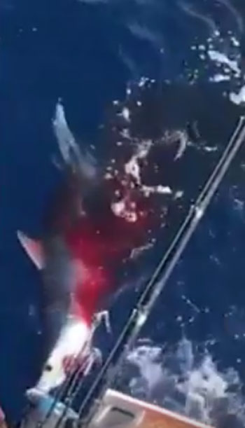 Liveleak.com / global news youtube