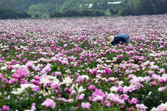 17일 오전 전라남도 장흥군 용산면 상금리에 작약꽃이 만개해 있다. 한약재로 많이 알려진 작약은 꽃이 아름다워 원예용으로도 재배된다. 도준석 기자 pado@seoul.co.kr