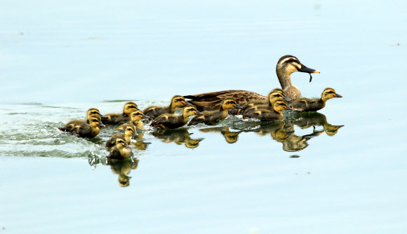 엄마 따라 쪼르르∼