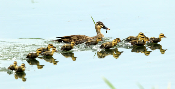 엄마 따라 쪼르르∼