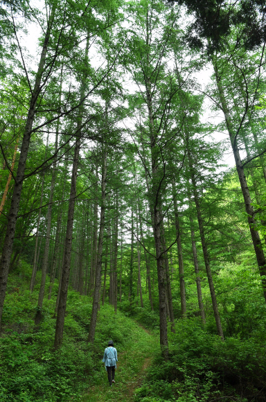 세상에 모습을 드러낸 영동 편백숲. 사람의 발길이 닿지 않은 원시림을 보는 듯하다.