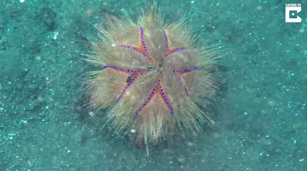 Liveleak.com / Caters Clips youtube