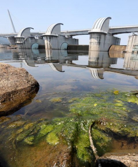상시 열리는 강정고령보 수문