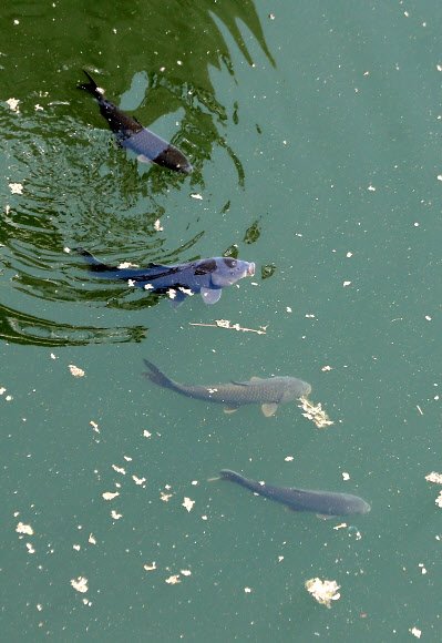 오염된 강정고령보의 물고기