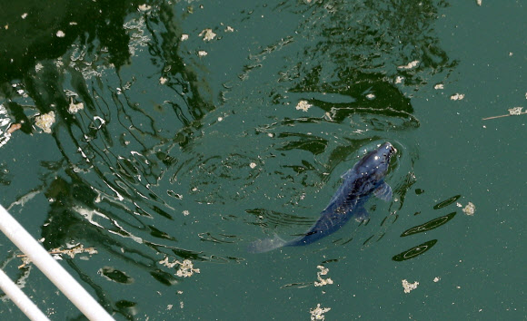 강정고령보의 물고기