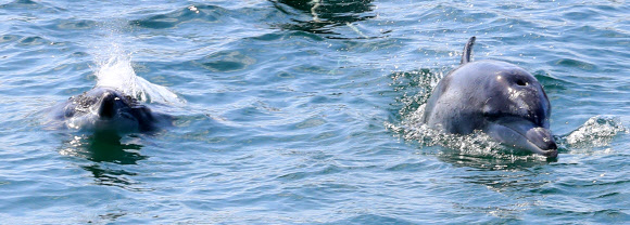 금등이와 대포의 귀향