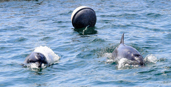 ’컴백 홈’ 금등이와 대포