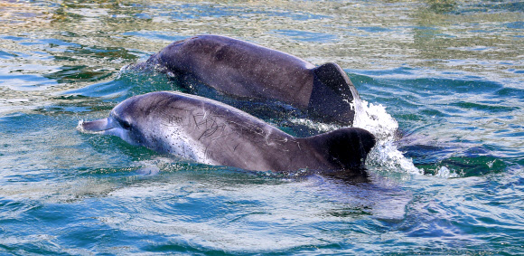 ’컴백 홈’ 금등이와 대포