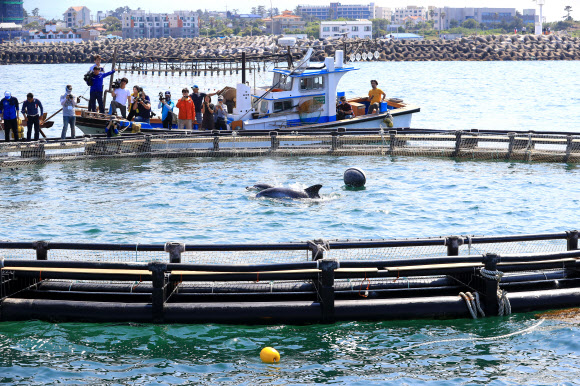 고향 바다 다시 찾은 금등이와 대포