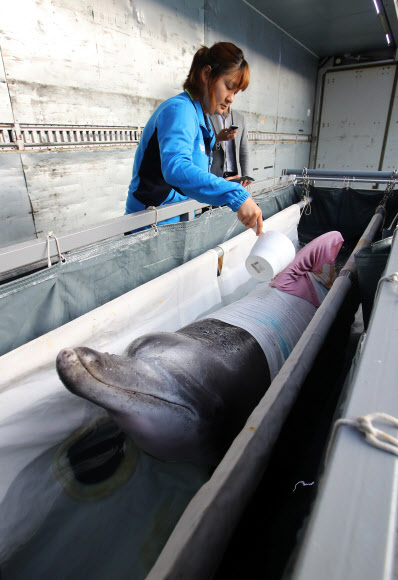 남방큰돌고래 이렇게 옮겨 집니다