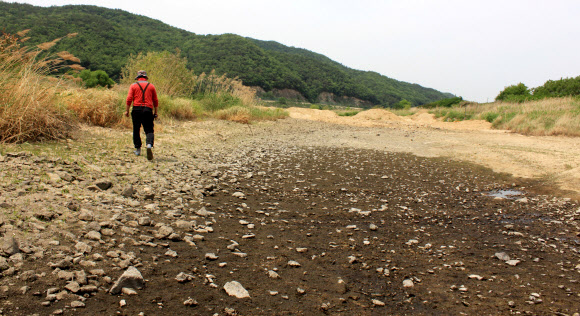4대강 사업으로 마른 강물…애타는 농심