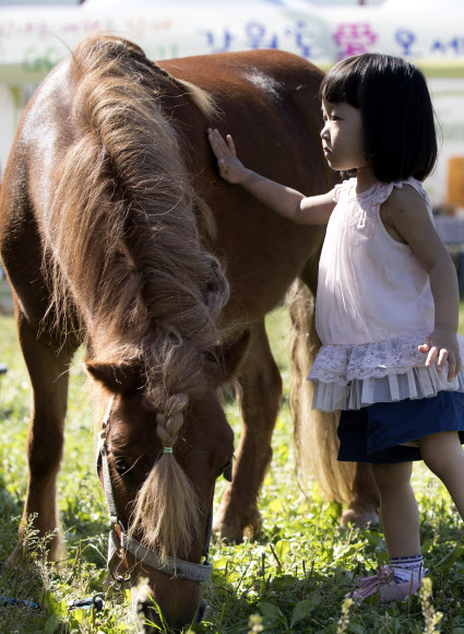24일 오후 서울 성동구 서울숲에서 열린 강원농촌체험학습 북적북적 축제에서 한 어린이가 말을 쓰다듬고 있다.  연합뉴스