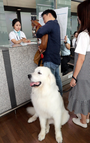 ’멍멍’, 반려동물도 항공 여행하고 스탬프 마일리지 받아요!
