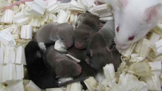 우주의 정자와 지상의 난자를 수정해 태어난 새끼 쥐들. 야마나시대학 제공