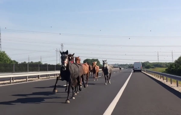 Balazs Berkecz youtube