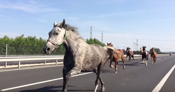 Balazs Berkecz youtube