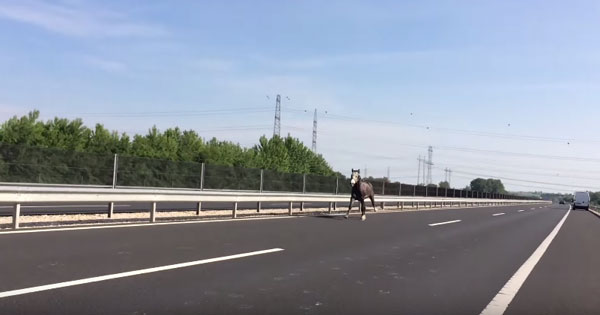 Balazs Berkecz youtube