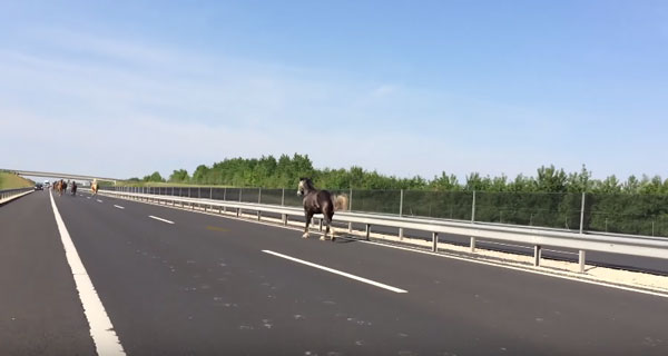 Balazs Berkecz youtube