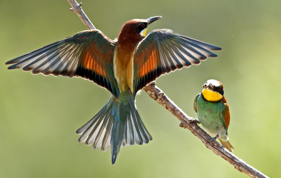 붉은벌잡이새 두 마리가 나뭇가지 위에 앉아 날개를 펼치며 아름다운 자태를 뽐내는 모습이 29일(현지시간) 독일 루트비히스하펜 근교에서 촬영됐다. EPA 연합뉴스
