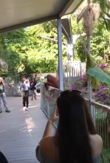 Storyful Rights Management youtube