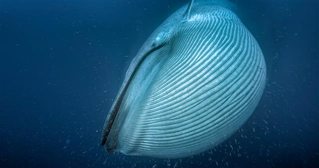 수염고래가 거대한 입으로 크릴새우와 물고기를 흡입하는 모습. BBC 제공