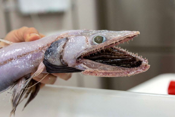 호주 심해에서 발견된 용물고기