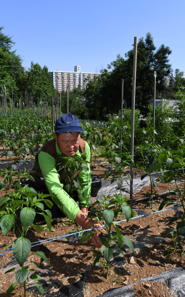 2일 서울 강남구 일원동 삼성서울병원 안에 있는 밭에서 주인 이흥표씨가 농작물을 가꾸고 있다. 현재 서울시내에는 시 전체 면적의 0.79%에 불과한 4.8㎢ 정도의 농지가 남아 있다. 이마저도 10년 안에 사라질 위기에 놓였다. 박윤슬 기자 seul@seoul.co.kr