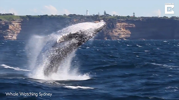 유튜브 영상 캡처