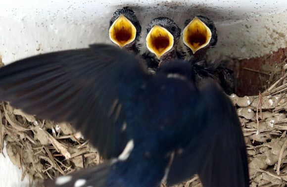 공주 한 농가 처마에 자리를 잡은 어린 제비들이 어미가 물어오는 먹이를 먹기 위해 입을 크게 벌리고 있다.  연합뉴스