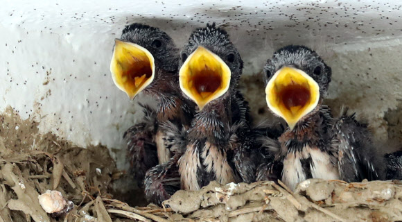공주 한 농가 처마에 자리를 잡은 어린 제비들이 어미가 물어오는 먹이를 먹기 위해 입을 크게 벌리고 있다.  연합뉴스