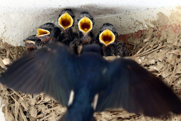 공주 한 농가 처마에 자리를 잡은 새끼 제비들이 어미가 물어오는 먹이를 먹기 위해 입을 크게 벌리고 있다.  연합뉴스