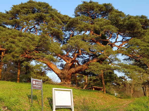 의령군 정곡면 성황리 마을 뒤쪽 부잣길 구간에 있는 천연기념물인 수령 300년 된 성황리 소나무.