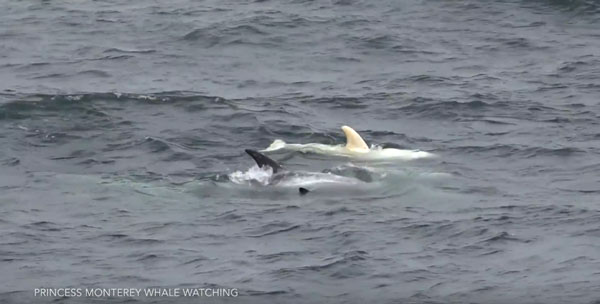 Princess Monterey youtube