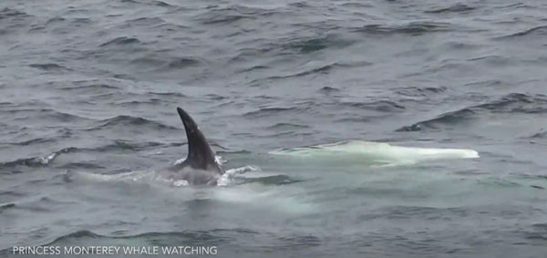 Princess Monterey youtube