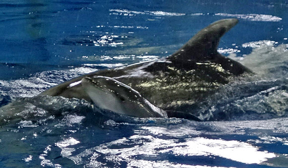 13일 울산 장생포 고래생태체험관에서 태어난 새끼 돌고래가 어미 돌고래와 함께 보조풀장을 헤엄치고 있다. 울산 남구도시관리공단 제공