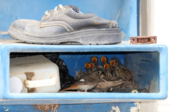 집값 걱정없는 딱새 가족