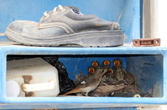 딱새 가족의 빌라