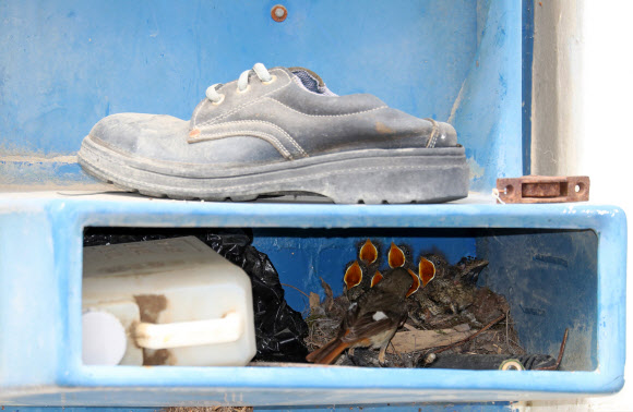 딱새 가족의 빌라