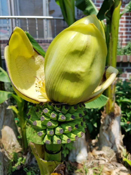 ’바나나이냐, 파초이냐’