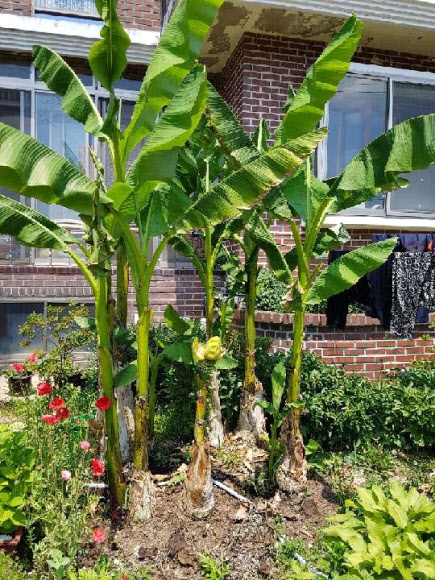 ’바나나이냐, 파초이냐’