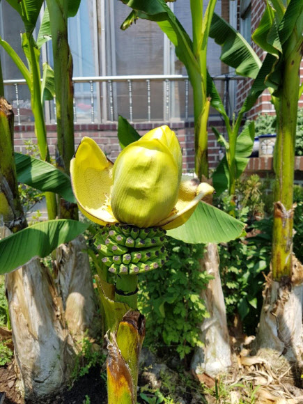 ’바나나이냐, 파초이냐’