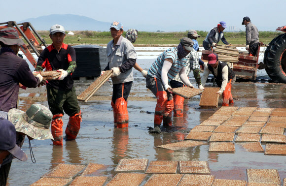 모판 나르는 분주한 손길
