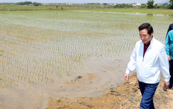 모내기 논 찾은 이낙연 총리
