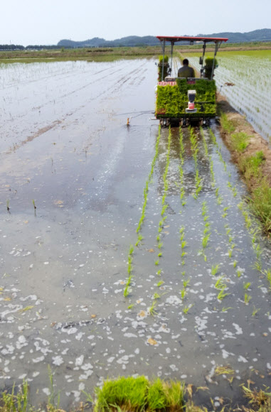 다시 하는 모내기