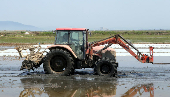 “모내기 다시 해야해” 논 갈아 엎기