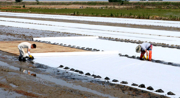 뜨거운 6월에 하는 못자리 작업